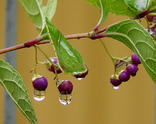 雨、雨、雨_f0378979_13192136.jpg