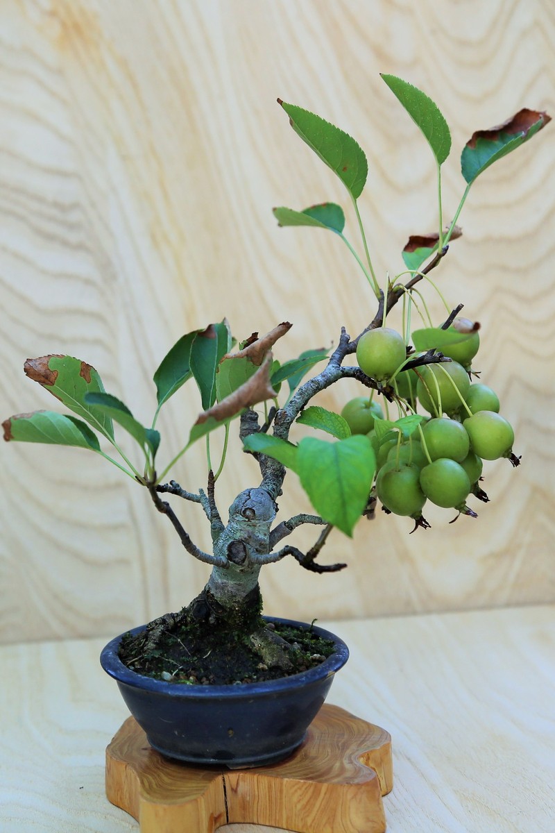 [盆栽]連翹/レンギョウ 楽天市場】盆栽 連翹 ミニ盆栽 樹高 約10cm れんぎょう