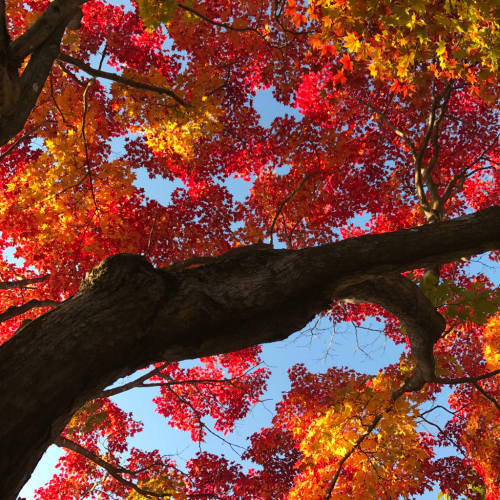 青空と紅葉_d0204189_10291378.jpg