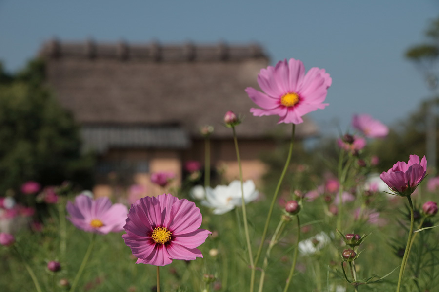 17.10.01&09：平原歴史公園で早咲きのコスモス５ _c0007190_18483562.jpg