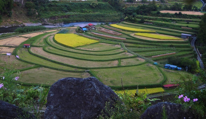 有田川のあらぎ島_b0163792_21490300.jpg