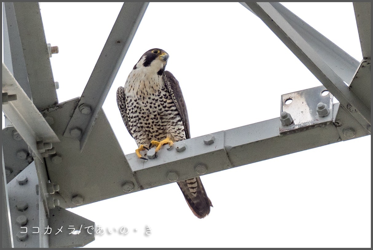 写真日記 茅ヶ崎の田んぼ 鉄塔のハヤブサ 17 10 18 ココカメラ であいの き