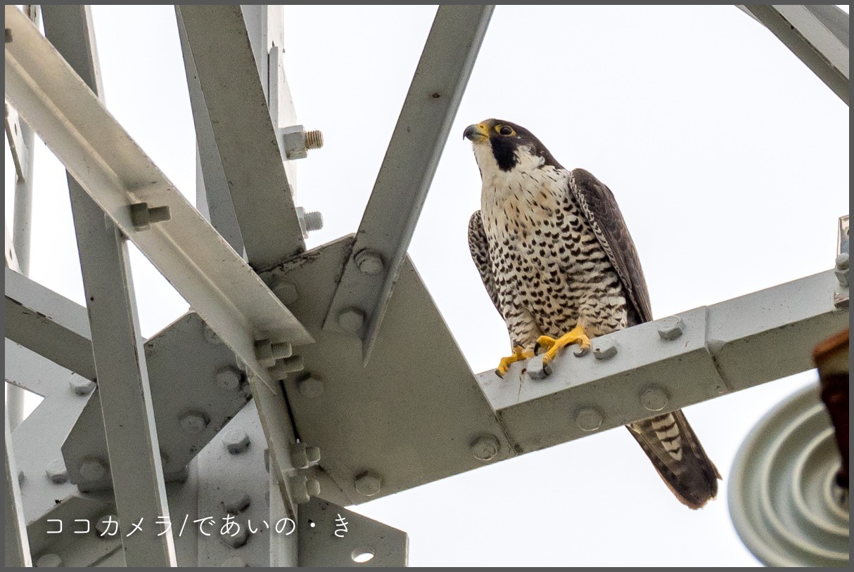 写真日記 茅ヶ崎の田んぼ 鉄塔のハヤブサ 17 10 18 ココカメラ であいの き