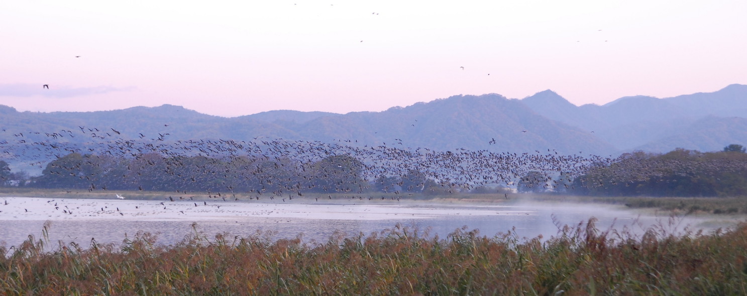 2017年10月 『宮島沼のマガン達』 October 2017 \"Wild Geese in Lake Miyajima, Hokkaido\"_c0219616_18183786.jpg