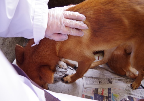 10/24センターレポート　子犬舎　　　　８頭_f0078320_23115204.jpg