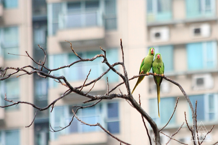 567 Kowloon Park ~香港の繁華街は野鳥の楽園~_c0211532_22550798.jpg