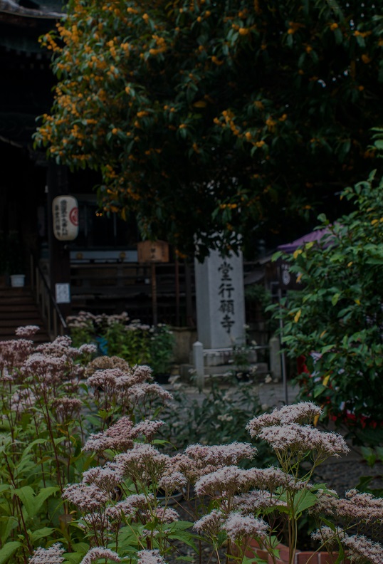 藤袴祭り～革堂行願寺②（再訪）_e0363038_11533614.jpg