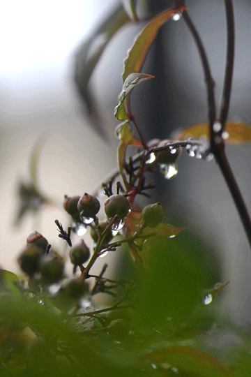 c0093046_08092924.gif