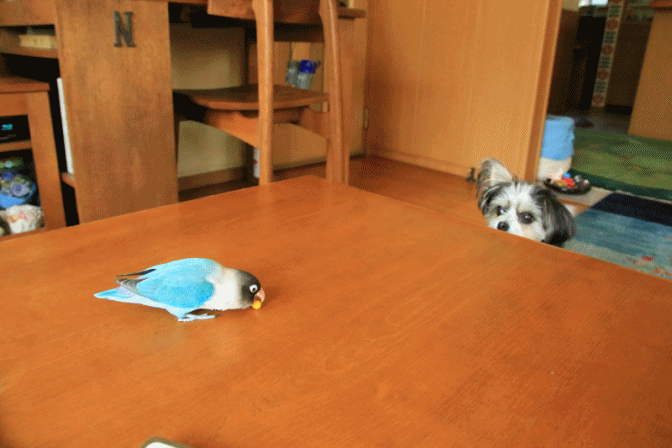 c0145250_10263285.gif