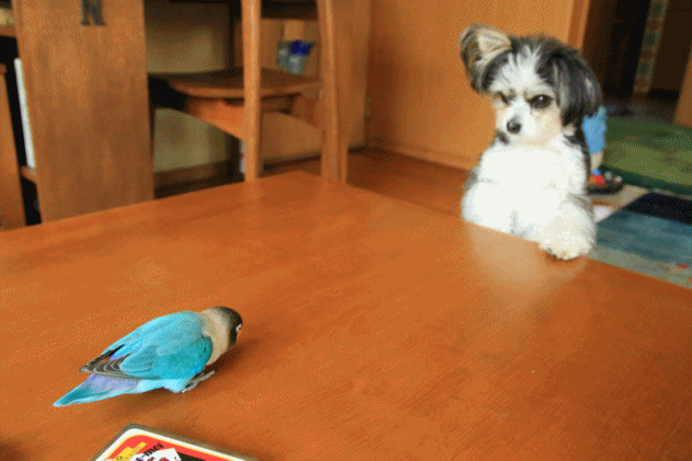 c0145250_10263927.gif