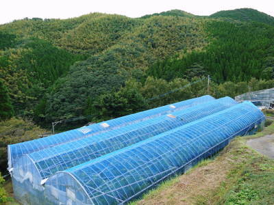 究極の柑橘「せとか」 色が抜け始めました!まもなくハウスにビニールをはり潅水と温度管理で仕上げていきます_a0254656_17580554.jpg