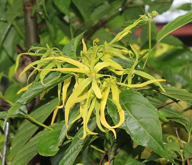aroma  イランイラン ***_e0290872_19063808.jpg