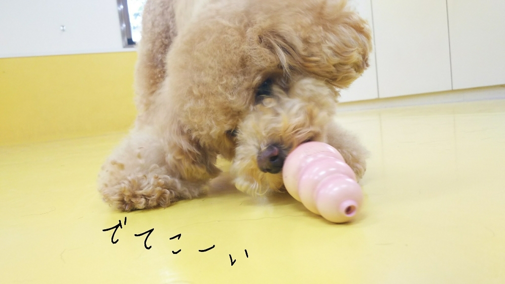 フード探し🐶_f0357682_17222306.jpg