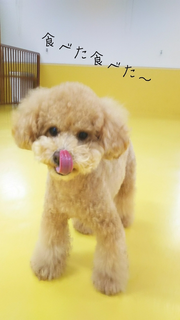 フード探し🐶_f0357682_17222711.jpg