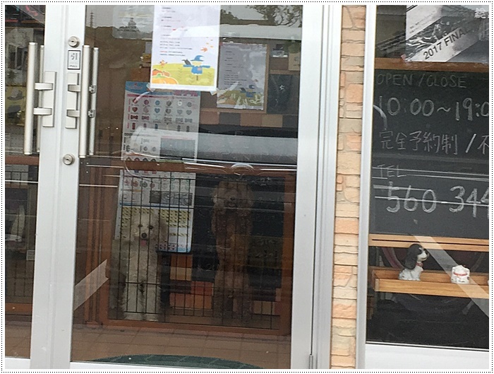 さくらと大、月一トリミングだったけど、雨も続きそうで、このふわふわ感いつまで続くかな~_b0175688_21033110.jpg