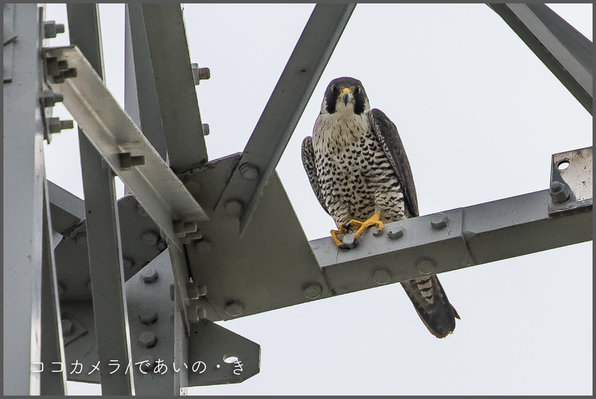 写真日記 茅ヶ崎の田んぼ 鉄塔のハヤブサ 17 10 18 ココカメラ であいの き