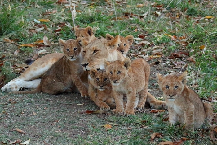 サバンナの動物たち その２ ８ヶ月ぶりに会ったライオンの子供たち 旅プラスの日記