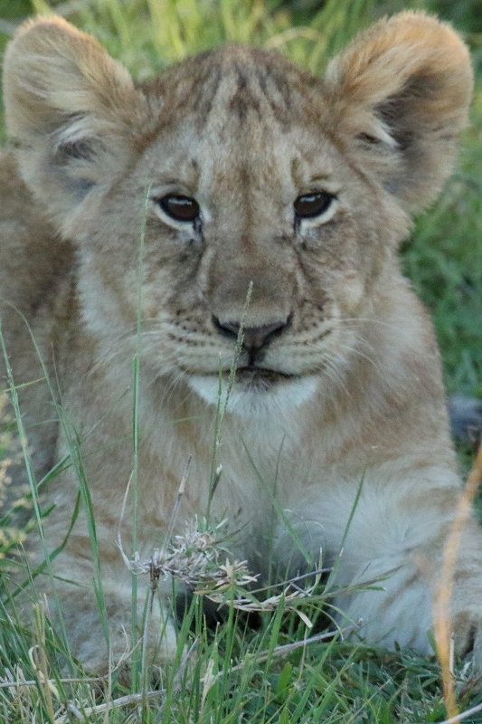 サバンナの動物たち その2 8ヶ月ぶりに会ったライオンの子供たち 旅プラスの日記 サバンナの動物たち その2 8ヶ月ぶりに会ったライオンの子供たち 旅プラスの日記