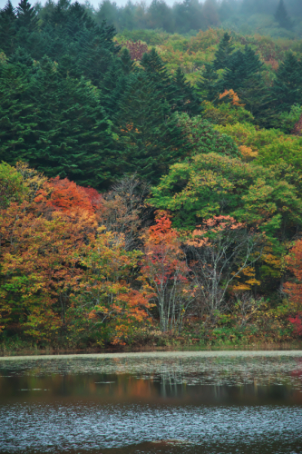 戸隠高原　小鳥が池の紅葉2_a0263109_15173936.jpg