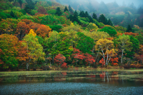 戸隠高原　小鳥が池の紅葉2_a0263109_15173982.jpg