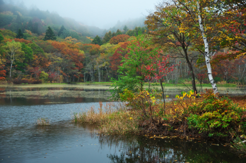 戸隠高原　小鳥が池の紅葉2_a0263109_15174045.jpg