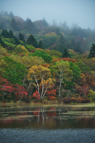 戸隠高原　小鳥が池の紅葉2_a0263109_15174100.jpg