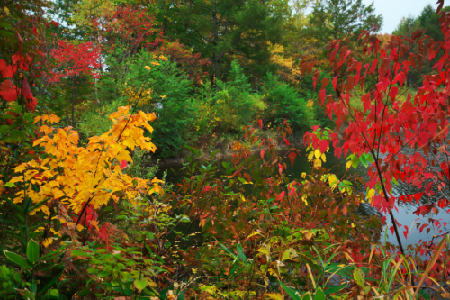 戸隠高原　小鳥が池の紅葉2_a0263109_15174240.jpg