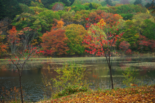 戸隠高原　小鳥が池の紅葉2_a0263109_15174325.jpg