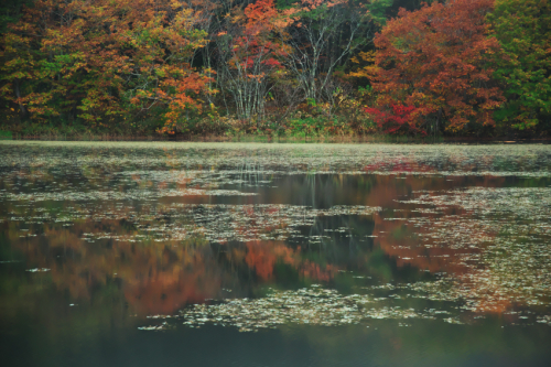 戸隠高原　小鳥が池の紅葉2_a0263109_15184415.jpg