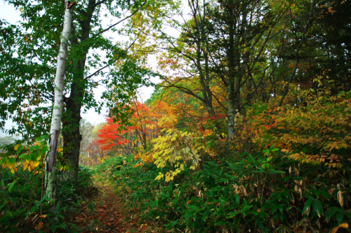 戸隠高原　小鳥が池の紅葉2_a0263109_15184437.jpg