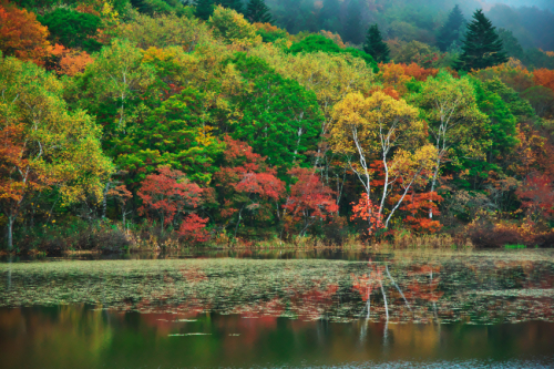 戸隠高原　小鳥が池の紅葉2_a0263109_15184917.jpg