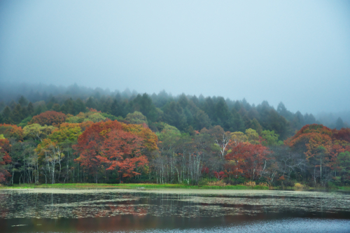 戸隠高原　小鳥が池の紅葉2_a0263109_15184985.jpg