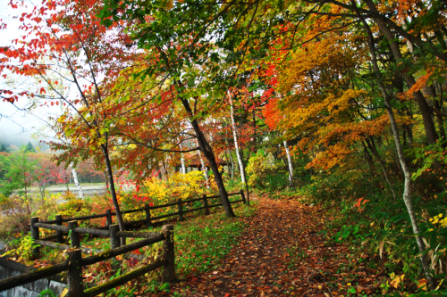 戸隠高原　小鳥が池の紅葉2_a0263109_15185052.jpg