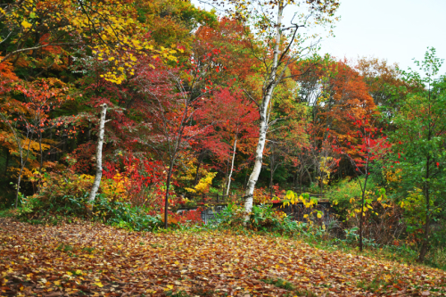 戸隠高原　小鳥が池の紅葉2_a0263109_15185103.jpg