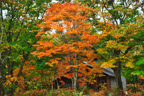 戸隠高原　小鳥が池の紅葉2_a0263109_15192265.jpg