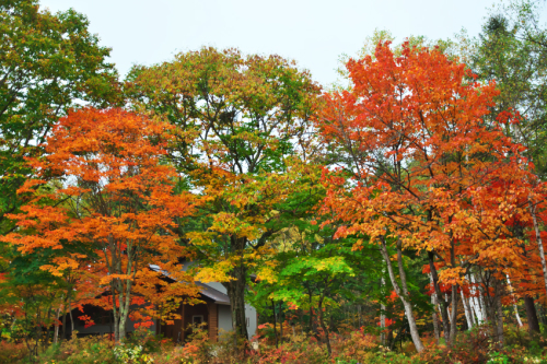 戸隠高原　小鳥が池の紅葉2_a0263109_15192339.jpg