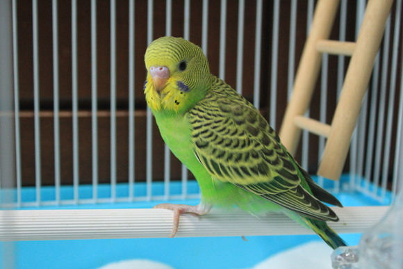 名前はぴーちゃん カントリーマム