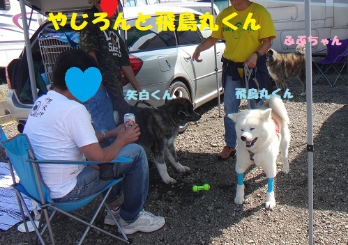 BBQの記事最終&#127925;(犬たちの様子）_f0121712_13282704.jpg