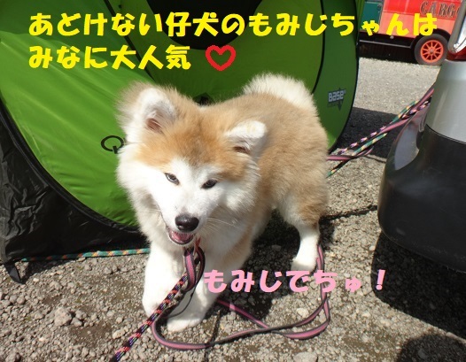 BBQの記事最終&#127925;(犬たちの様子）_f0121712_14224399.jpg