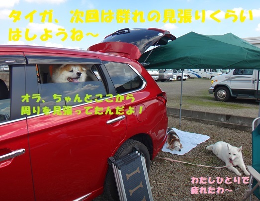 BBQの記事最終&#127925;(犬たちの様子）_f0121712_14400799.jpg