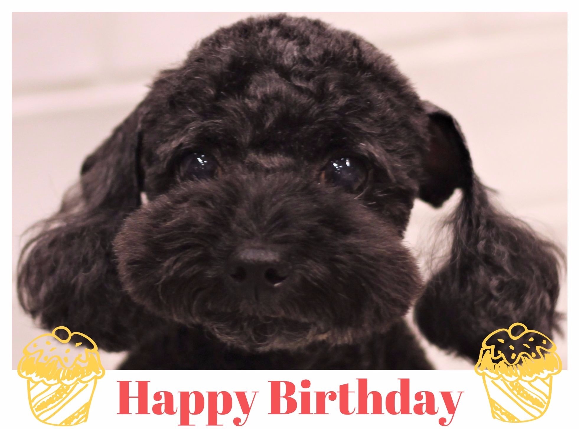 Happy Birthday ♡ ケリーちゃん_d0060413_11351982.jpg