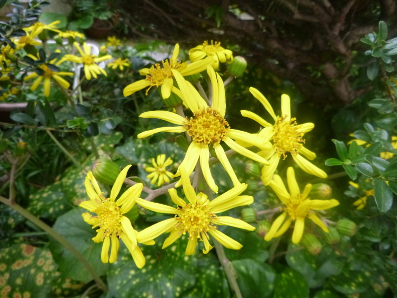 我が家の花　ツワブキの花咲く_d0170615_14351953.jpg