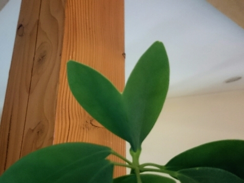 c0213817_17204868.jpg
