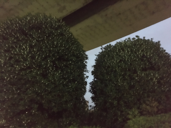 a0098418_08155890.jpg