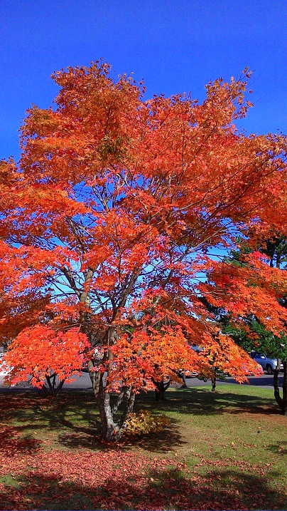 c0188229_1622204.jpg
