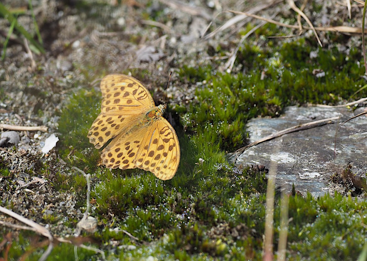 d0303129_3252838.jpg