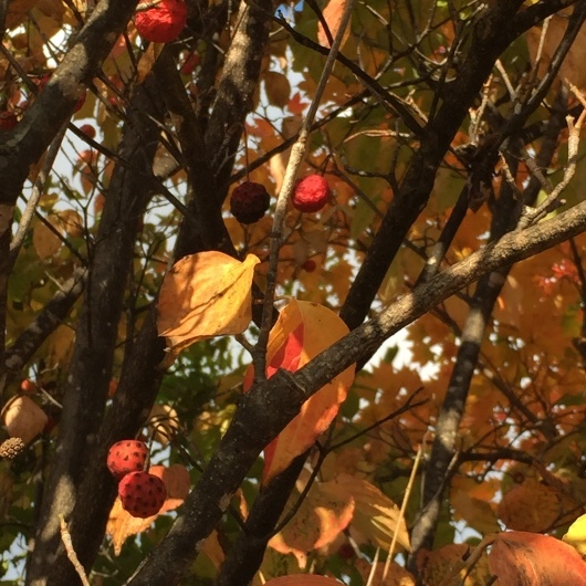 a0177032_20193914.jpeg