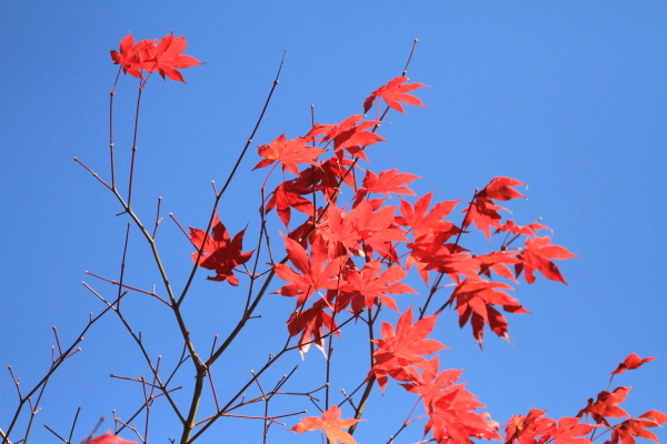 １７年紅葉旅①日光市　竜頭ノ滝その３_f0229832_23250574.jpg