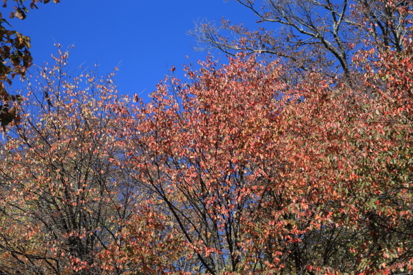 １７年紅葉旅①日光市　竜頭ノ滝その３_f0229832_23262227.jpg