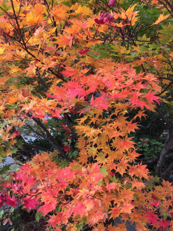 北陸パンサーズ(白山登山)_c0113733_23595623.jpg